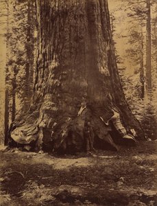 Grizzly Giant