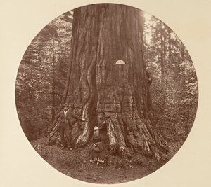 Empire State - C. Grove, yaklaşık 1878. by Carleton Emmons Watkins