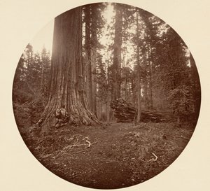 Ormanın Babası - C. Grove, ca. 1878. by Carleton Emmons Watkins