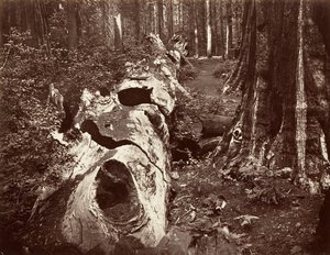 Ormanın Babası, 112 fit çevre, Calaveras Grove, 1865-66, basılmış yaklaşık. 1876. by Carleton Emmons Watkins