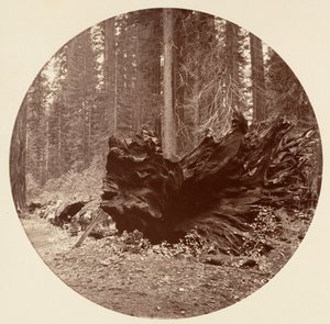 Ormanın Babası 450 m C. Grove, yak. 1878. by Carleton Emmons Watkins