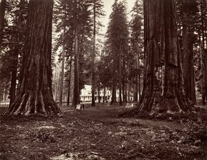 Mammoth Grove