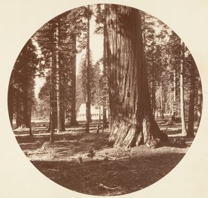 Grove
