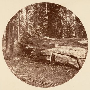 Madenciler Kulübesi - Calaveras Korusu, yaklaşık. 1878. by Carleton Emmons Watkins