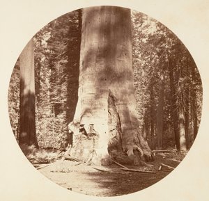 Ormanın Anası - Calaveras Korusu, yaklaşık. 1878. by Carleton Emmons Watkins