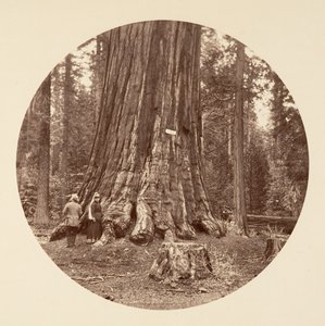Ormanın Gururu - Calaveras Korusu, yaklaşık. 1878. by Carleton Emmons Watkins