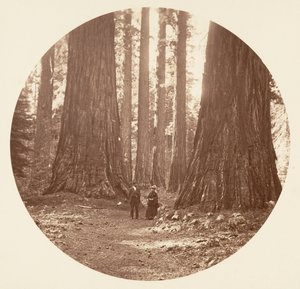 Bryant ve Seward Calaveras Grove