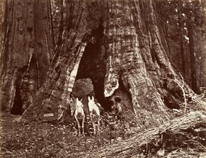 Tripod, 94 fit çevre, 1865-66, basılmış yaklaşık. 1876. by Carleton Emmons Watkins