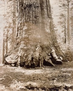 "Grizzly Giant"ın Gövdesi, Mariposa Grove, 33 Feet Çap, 1861