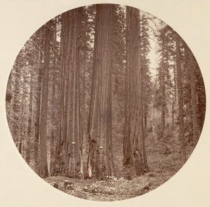 [Yosemite Ulusal Parkı, Kaliforniya], yak. 1878. by Carleton Emmons Watkins