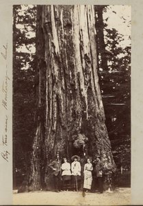 Monteray yakınlarındaki Büyük Ağaçlar [sic] - Cal. by Carleton Watkins