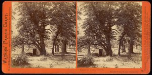 Camp Grove, Yosemite Valley, Mariposa County, Ca