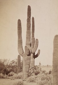 [Kaktüs] by Carleton Watkins