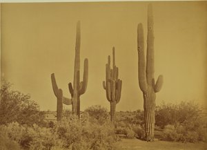 [Kaktüs, Arizona - Cereus Giganteus] by Carleton Watkins