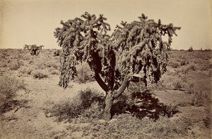 [Kaktüs, Arizona Çölü] by Carleton Watkins
