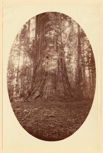 [Empire State Calaveras Grove] by Carleton Watkins