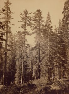  by Carleton Watkins