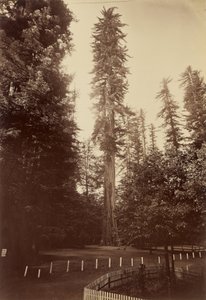 Dev Redwood, Santa Cruz by Carleton Watkins