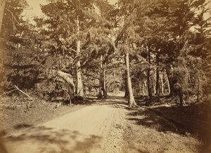 [Monterey, Kaliforniya. Moss Caddesi, 18 Mile Drive.] by Carleton Watkins