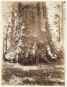 Grizzly Giant