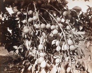İsimsiz [ağaçta meyve] by Carleton Watkins