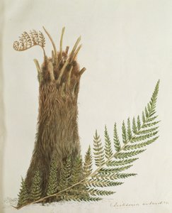 Bir eğrelti otu çalışması, 19. yüzyıl