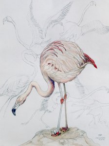 Flamingo (kağıt üzerine kalem ve wc)