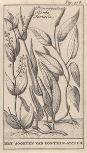 Üç tür su birikintisi Potamogeton Herba Fontalis / Çeşme Bitkisinin Kuru Türleri (nesne üzerindeki başlık) by Caspar Luyken