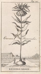Imperial Crown Corona Imperialis / Keizerskroon (nesne üzerindeki başlık) by Caspar Luyken