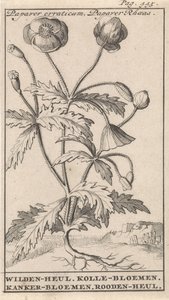 Gelincik Papaver düzensiz, Papaver Rhoeas / Wilden-heul. Kole çiçekleri. Kanser çiçekleri. Roodenheul (nesne üzerindeki başlık)