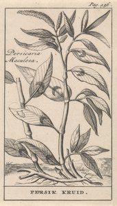 şeftali baharatı Persicaria Maculosa / Persik Herb (nesne üzerindeki başlık) by Caspar Luyken