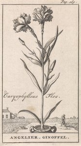 Başlık Sayfası ve Çiçekli Sekiz Baskı Anjelier Caryophylleus Flos / Angelier. Ginoffel (nesne üzerindeki başlık) by Caspar Luyken