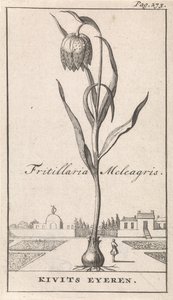 Başlık Sayfası ve Çiçekli Sekiz Baskı Kievitsbloem Fritillaria Meleagris / Kivits Eyeren (nesne üzerindeki başlık) by Caspar Luyken