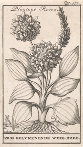 Başlık Sayfası ve Çiçekli Sekiz Baskı Weegbree Plantago Rosea / Roos gelykenende Weeg-bree (nesne üzerindeki başlık) by Caspar Luyken