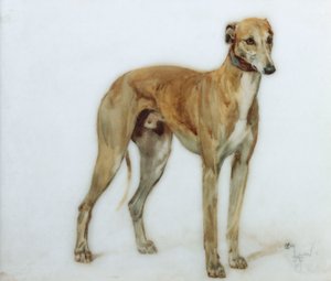 Geyik Yavrusu Tazı, 1897