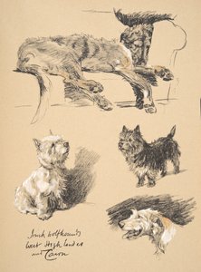 İrlandalı Wolfhound, West Highlander ve Cairn, 1930, 