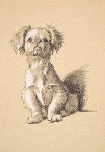 Peke, 1930, Sadece Arkadaşlar Arasında, Aldin, Cecil Charles Windsor (1870-1935) için kullanılan Eskiz Kitabından Çizimler, daha sonra Eyre ve Spottiswoode Limited tarafından yayımlandı, 1934, Kağıt üzerinde Chalk and Charcoal by Cecil Charles Windsor Aldin