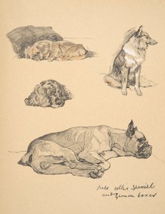 Peke, Collie, Spaniel ve Alman Boksör, 1930, 