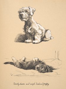 Sealyham ve Rough Dachshund Puppy, 1930, Sadece Arkadaşlar Arasında için kullanılan Eskiz Kitabından Çizimler, daha sonra Eyre ve Spottiswoode Limited tarafından yayınlandı, 1934 (kağıt üzerinde tebeşir ve karakalem) by Cecil Charles Windsor Aldin