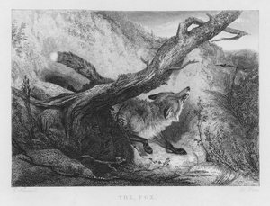 Tilki (gravür) by Charles (after) Hancock