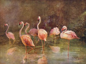 Flamingolar (renkli taş) by Charles (after) Whymper