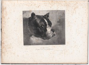 Boğa-Köpek by Charles Aubry