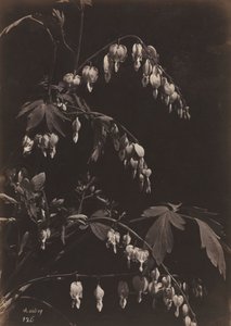 Çiçekli Natürmort Kanayan Kalpler, c. 1865.