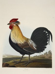 Cock, Phasianus, 