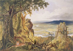 Essequibo Nehri üzerindeki Comuti veya Taquiare Kayası, George Barnard (fl.1832-90) pub tarafından oyulmuş 