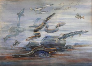 Deniz Balığı, c.1907 (suluboya)