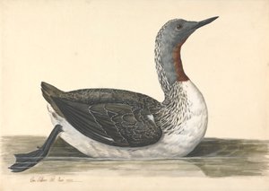 Kırmızı Boğazlı Bir Dalgıç, Haziran 1742 by Charles Collins