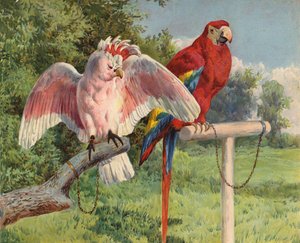 Kakadu ve Amerika Papağanı (chromolitho) by Charles Collins