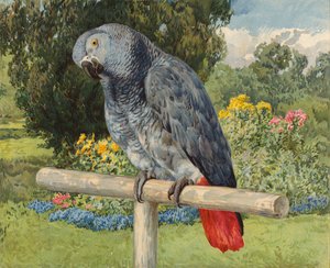 Gri Papağan (chromolitho) by Charles Collins