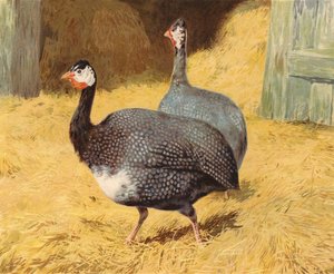 Ginetavuğu (kromolitho) by Charles Collins